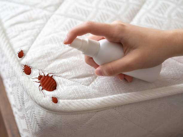 Best Bed Bug Extermination  in Cementon, PA